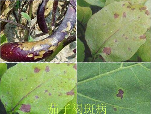 茄子褐斑病 茄子褐斑病