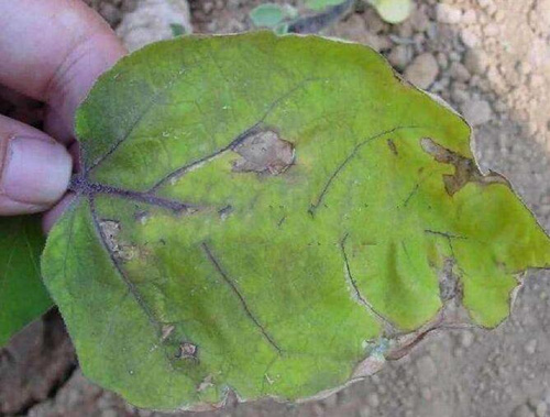 茄子早疫病表現(xiàn)癥狀 茄子早疫病表現(xiàn)癥狀