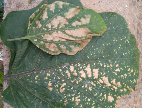 茄子細(xì)菌性褐斑病癥狀 茄子細(xì)菌性褐斑病癥狀