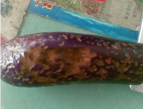 茄子炭疽病癥狀 茄子炭疽病癥狀