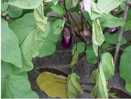 茄子青枯病癥狀 茄子青枯病癥狀