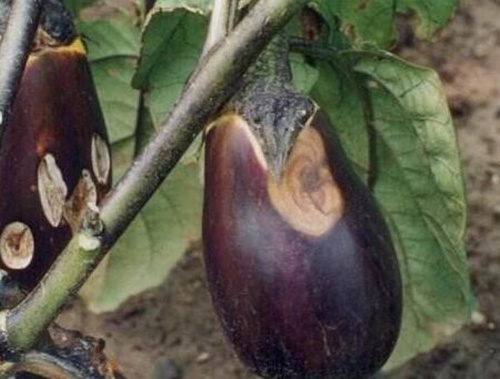 茄子果腐病癥狀 茄子果腐病癥狀