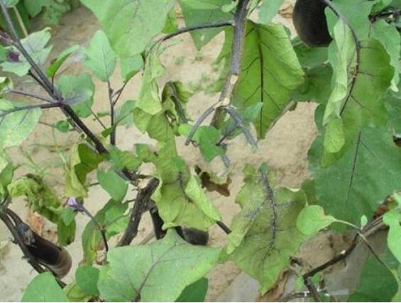 茄子枯萎病癥狀 茄子枯萎病癥狀