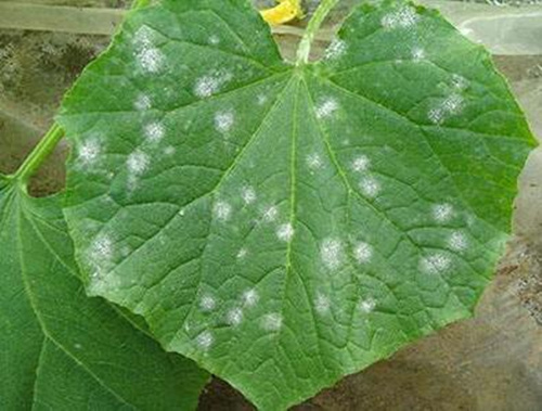 黃瓜白粉病癥狀表現(xiàn) 黃瓜白粉病癥狀表現(xiàn)
