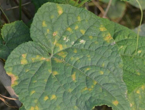 黃瓜霜霉病癥狀表現(xiàn) 黃瓜霜霉病癥狀表現(xiàn)