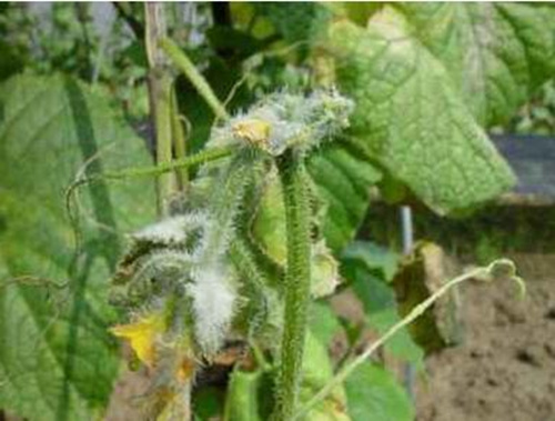 黃瓜疫病癥狀表現(xiàn) 黃瓜疫病癥狀表現(xiàn)