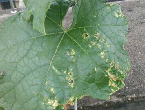 黃瓜炭疽病癥狀表現(xiàn) 黃瓜炭疽病癥狀表現(xiàn)