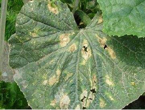 黃瓜褐斑病癥狀表現(xiàn) 黃瓜褐斑病癥狀表現(xiàn)