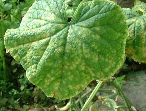 黃瓜葉枯病表現(xiàn) 黃瓜葉枯病表現(xiàn)