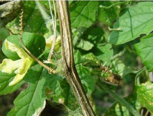 黃瓜蔓枯病 黃瓜蔓枯病