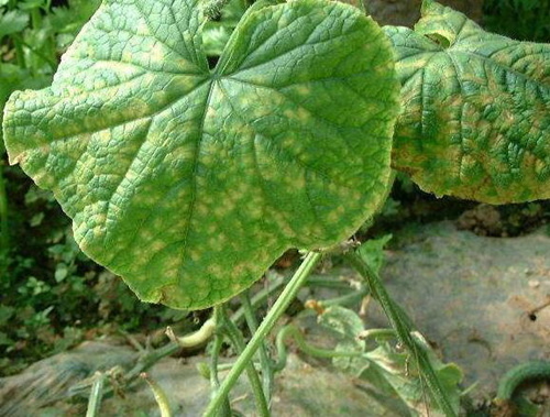 黃瓜細(xì)菌性角斑病 黃瓜細(xì)菌性角斑病
