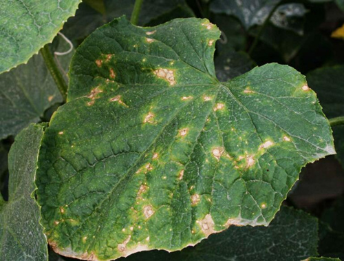 黃瓜靶斑病表現(xiàn) 黃瓜靶斑病表現(xiàn)