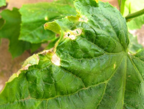 黃瓜黑星病表現(xiàn) 黃瓜黑星病表現(xiàn)