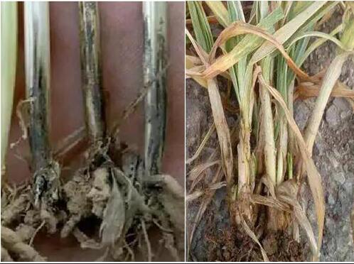 左根腐病右紋枯病 左根腐病右紋枯病
