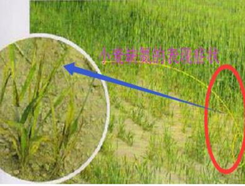 小麥缺氮元素葉片發(fā)黃 小麥缺氮元素葉片發(fā)黃