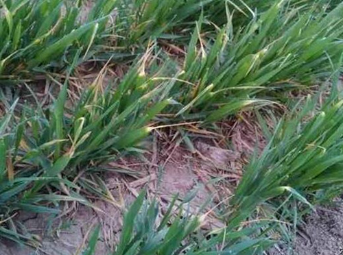 小麥凍害葉片發(fā)黃 小麥凍害葉片發(fā)黃