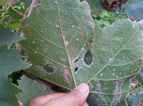 葡萄霜霉病防治 葡萄霜霉病防治