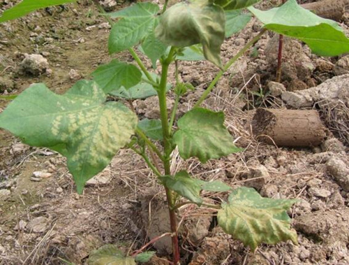 棉花枯萎病表現 棉花枯萎病表現