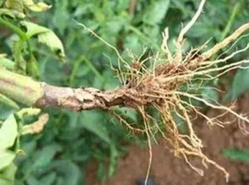 黃瓜根腐病表現 黃瓜根腐病表現