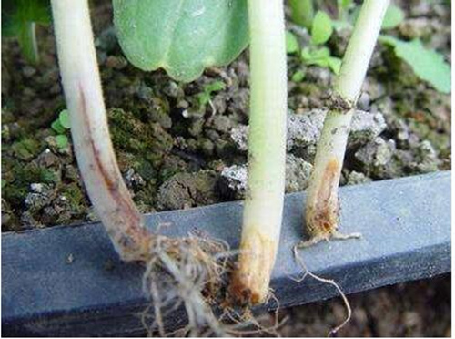 黃瓜根腐病防治 黃瓜根腐病防治