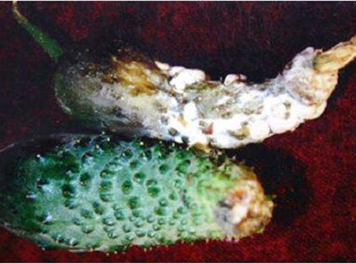 黃瓜菌核病 黃瓜菌核病