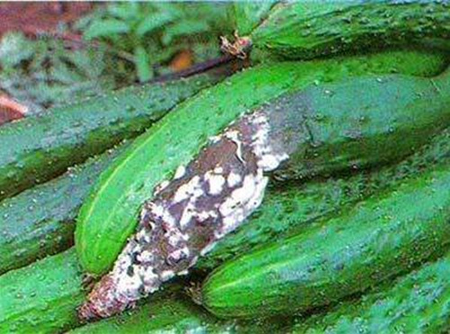 黃瓜菌核病預防 黃瓜菌核病預防