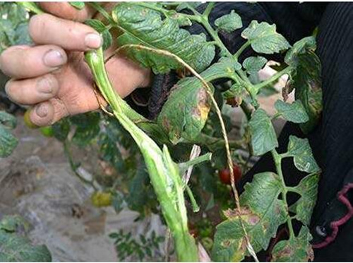 番茄枯萎病防治 番茄枯萎病防治