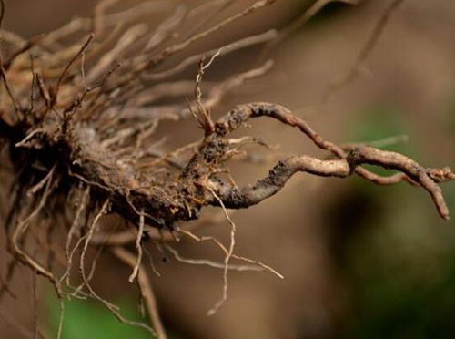 番茄根腐病病害 番茄根腐病病害