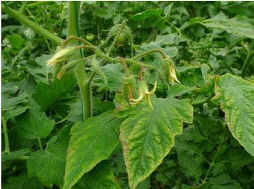 番茄缺鉀癥狀 番茄缺鉀癥狀