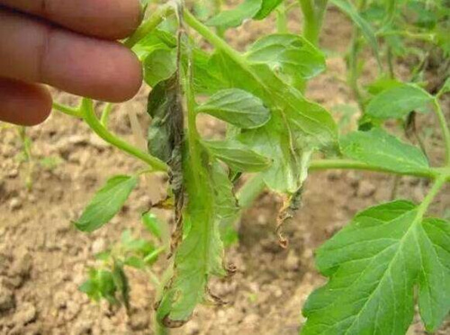 番茄晚疫病葉子爛掉 番茄晚疫病葉子爛掉