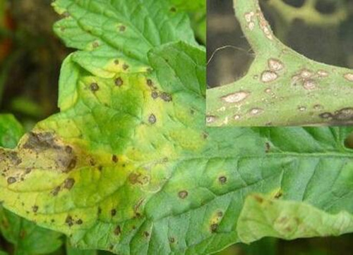 西紅柿斑枯病表現(xiàn) 西紅柿斑枯病表現(xiàn)