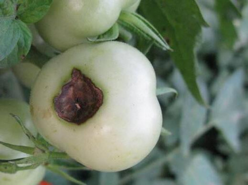 小番茄果實發黑爛頂 小番茄果實發黑爛頂