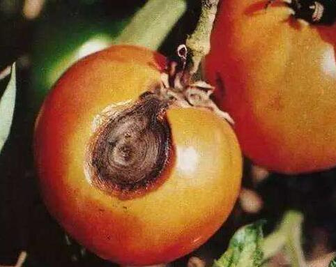 番茄炭疽病 番茄炭疽病