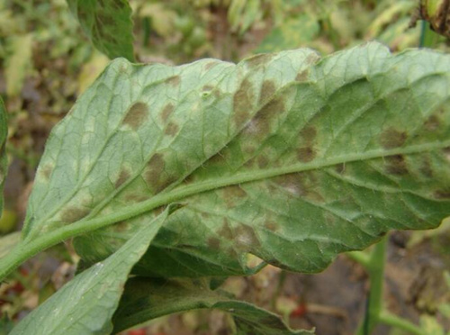番茄葉霉病表現(xiàn) 番茄葉霉病表現(xiàn)