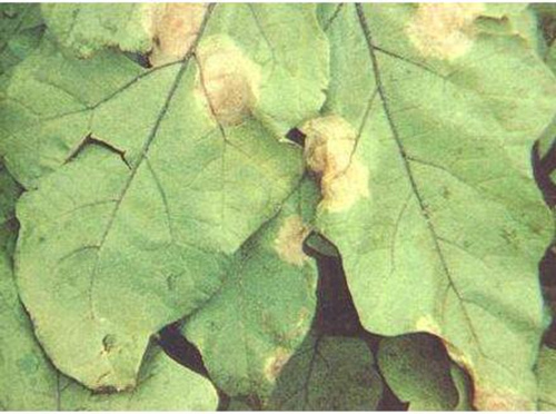 茄子綿疫病葉子表現 茄子綿疫病葉子表現