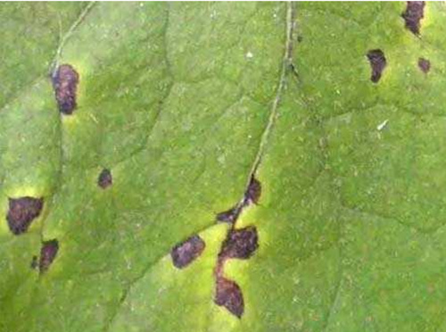 茄子黑枯病防治 茄子黑枯病防治