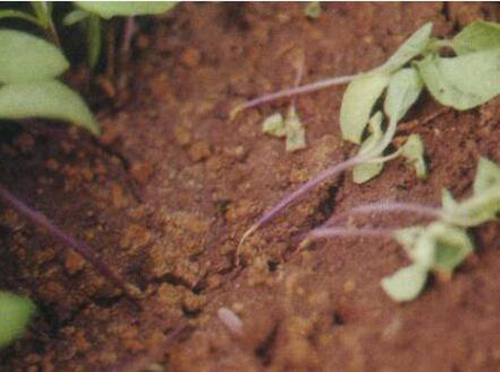 茄子猝倒病癥狀 茄子猝倒病癥狀