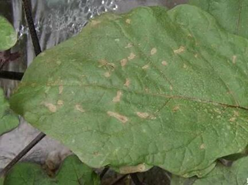 茄子葉斑病 茄子葉斑病
