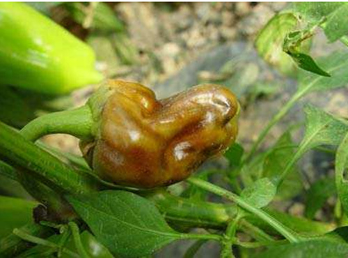 辣椒軟腐病 辣椒軟腐病