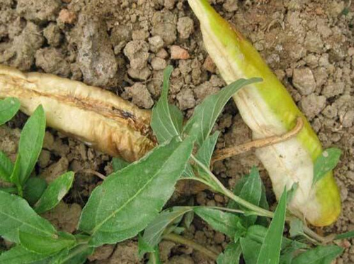 辣椒早疫病表現(xiàn) 辣椒早疫病表現(xiàn)