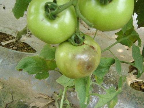 番茄疫病表現(xiàn) 番茄疫病表現(xiàn)