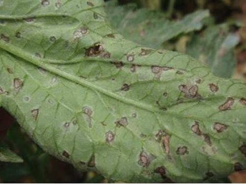 番茄褐斑病表現(xiàn) 番茄褐斑病表現(xiàn)