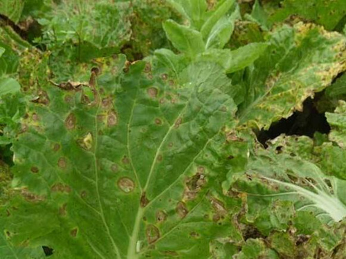 細菌性葉斑病防治 細菌性葉斑病防治