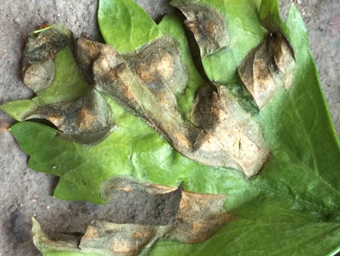 芹菜葉斑病用藥 芹菜葉斑病用藥