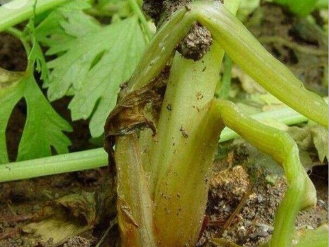 芹菜葉斑病表現(xiàn) 芹菜葉斑病表現(xiàn)