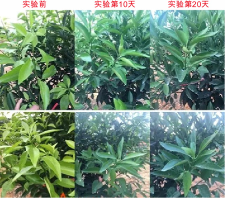 橙皮精油試驗效果 橙皮精油試驗效果