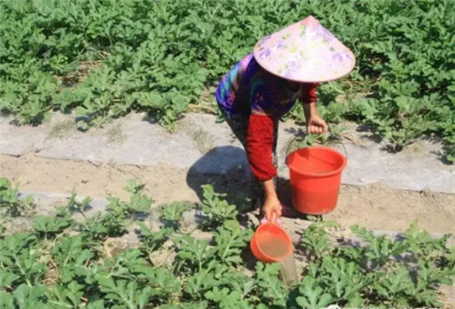 液體肥沖施 液體肥沖施