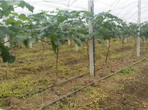 葡萄水肥一體化管理 葡萄水肥一體化管理