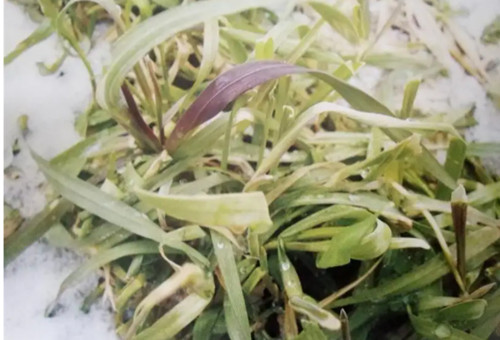 小麥缺磷 小麥缺磷