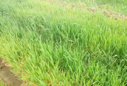 小麥缺氮 小麥缺氮